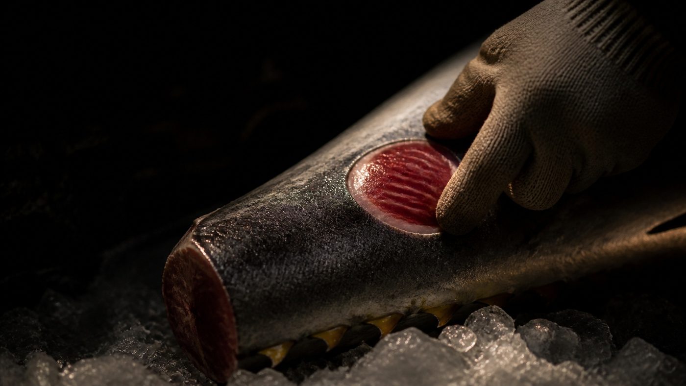 A gloved hand pressing the cut tail of a bluefin tuna to judge the fat content